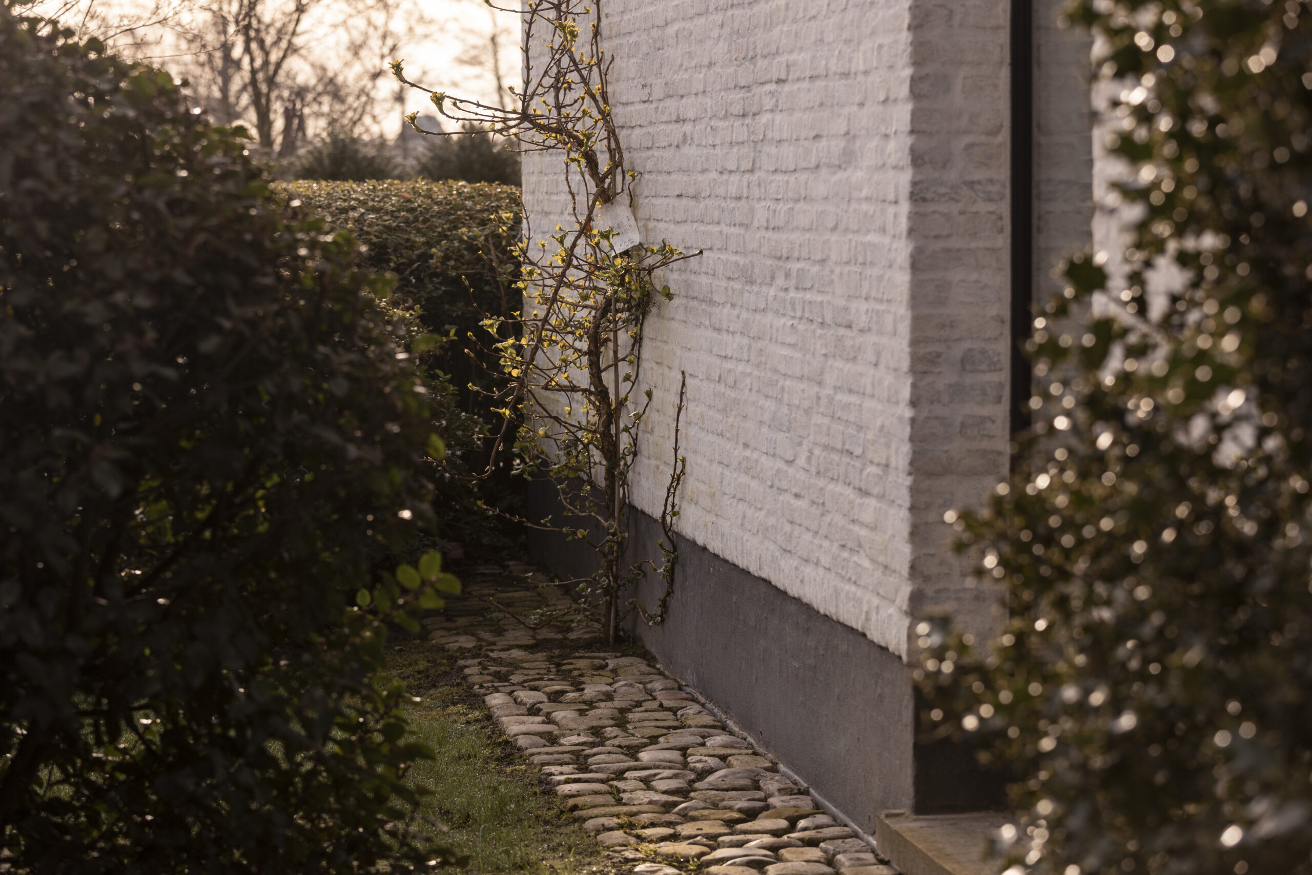 Bloembollen in de tuin