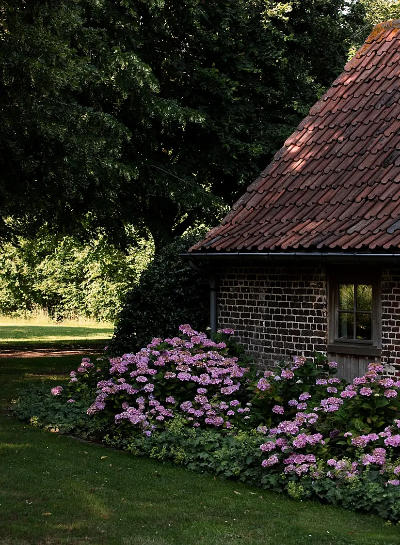 Border met roze hortensia's en vrouwenmantel langs een oud bakstenen gebouw