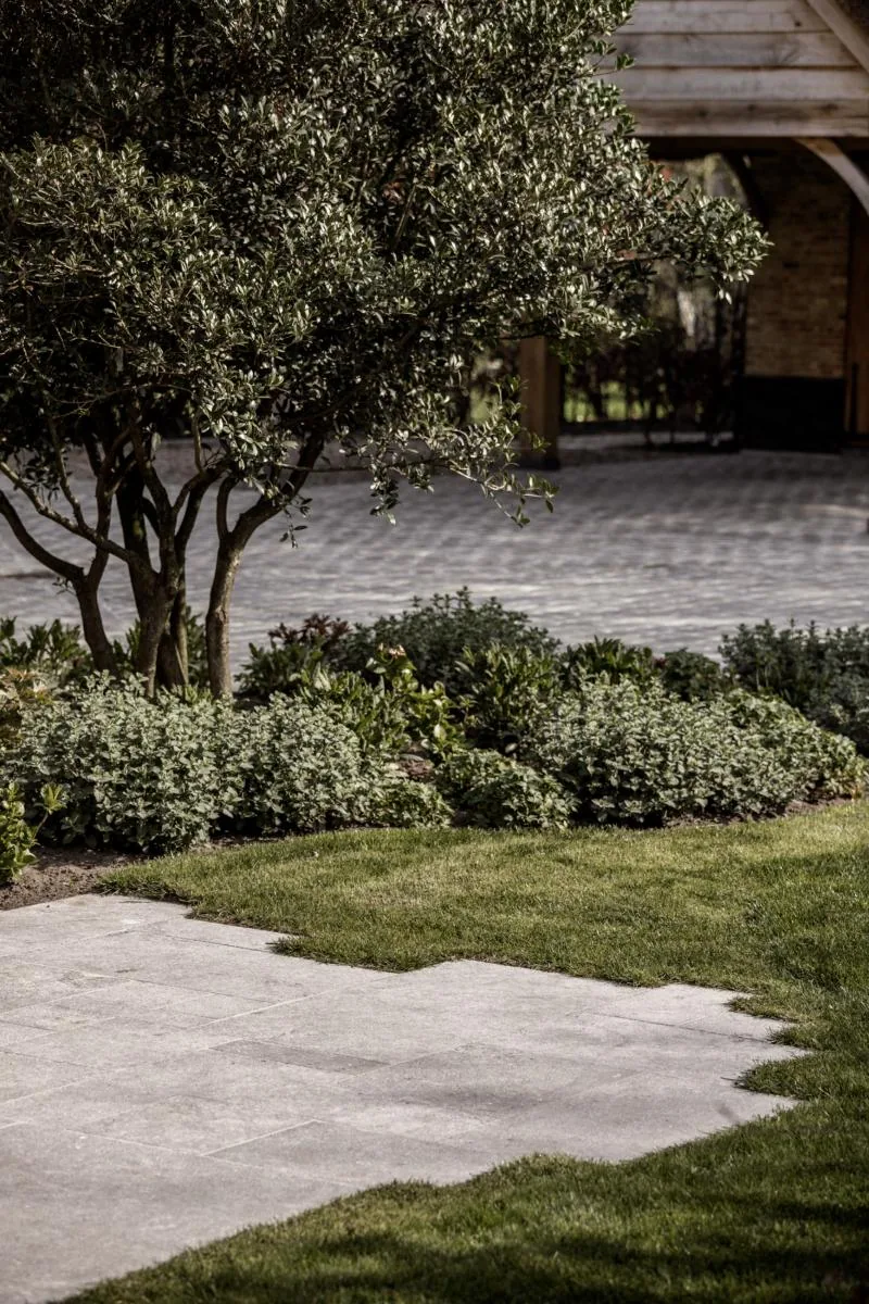 Meerstammige boom bij een houten bijgebouw, met een border, gazon en platen in grijze natuursteen