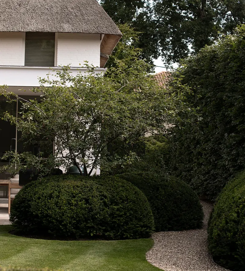 Geschoren taxuskoepels, gestreept gazon en een slingerend grindpad bij een witte woning