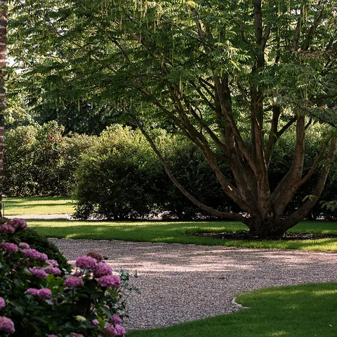 Meerstammige vleugelnoot op het gazon achter een gebogen grindpad, met hortensia's vooraan